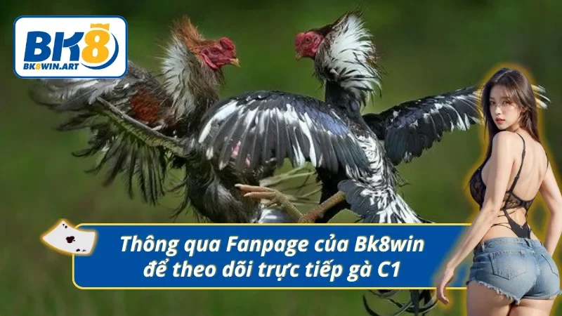 Theo dõi trực tiếp đá gà C1 thông qua Fanpage chính thống