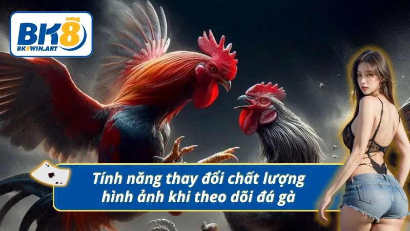  Tùy chỉnh chất lượng hình ảnh khi theo dõi trực tiếp đá gà Thomo